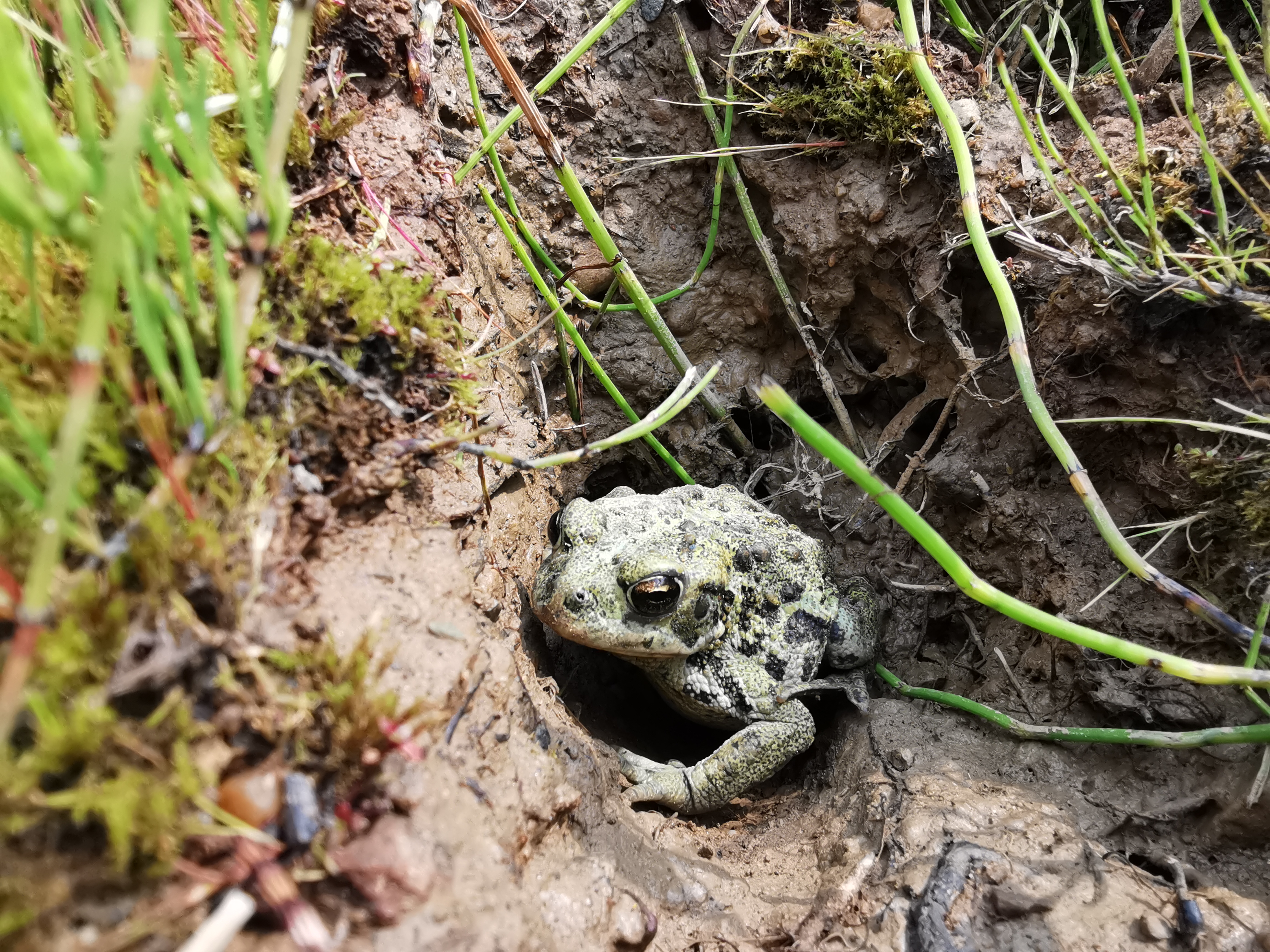 western toad
