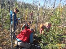 Girdling Trial With Student Research 2016