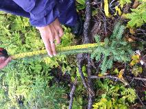 Planting Quality 2019